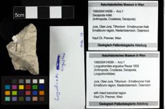 Foto (Objekt + Etiketten) von Longodromites angustus (Reuss 1858) 